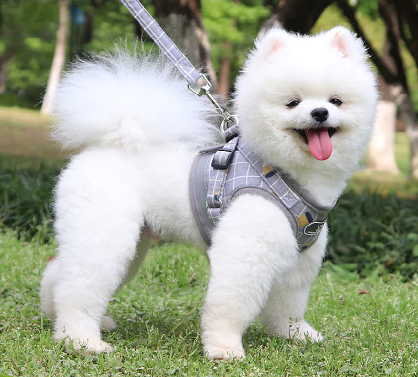 Dog Harness Leash for Small Breeds and Cats