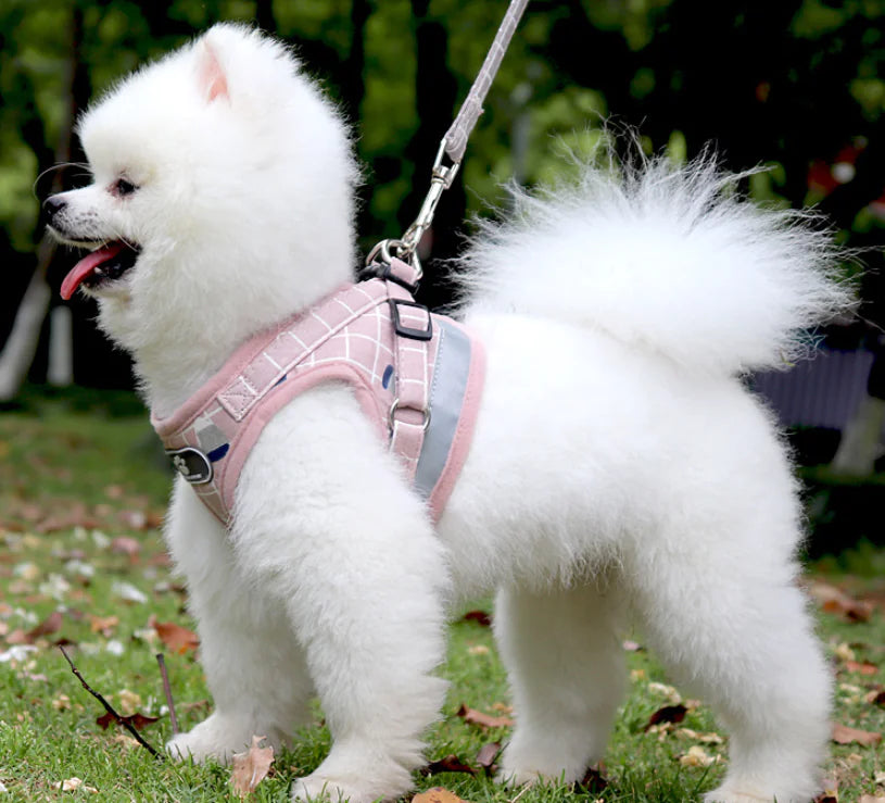 Dog Harness Leash for Small Breeds and Cats